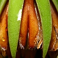 Bruguiera exaristata (Rib-fruited Orange Mangrove) in Lake street in Cairns ニセオヒルギ<br />Canon KDX + EFS60 F2.8 + SPEEDLITE 380EX